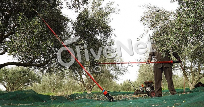 δίχτυα για μάζεμα της ελιάς