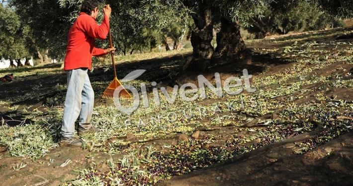 ελαιόδιχτα μαύρα μόνιμης στρώσης