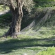Δίχτυα Μόνιμης Στρώσης δέντρων