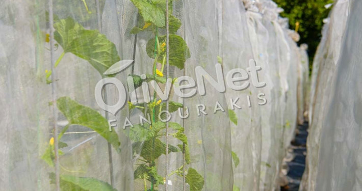 Εντομοστεγή δίχτυα Olivenet Fanourakis