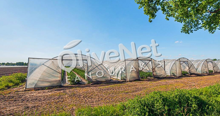 Εντομοστεγή δίχτυα Olivenet Fanourakis
