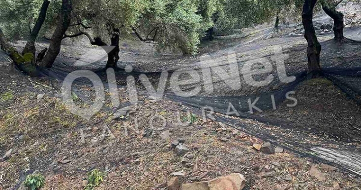 δίχτυα ελαιοσυλλογής μόνιμης στρώσης