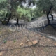 δίχτυα ελαιοσυλλογής μόνιμης στρώσης