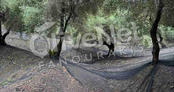δίχτυα ελαιοσυλλογής μόνιμης στρώσης