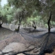 δίχτυα ελαιοσυλλογής μόνιμης στρώσης