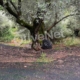 δίχτυα ελαιοσυλλογής μόνιμης στρώσης