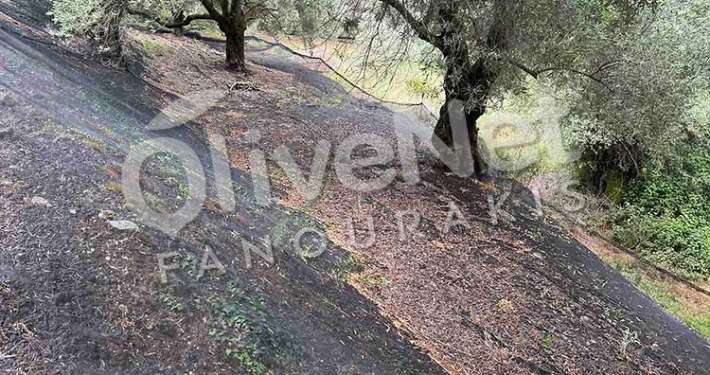 δίχτυα ελαιοσυλλογής μόνιμης στρώσης