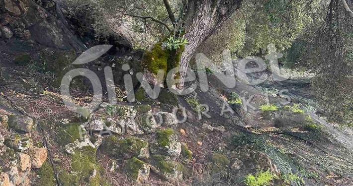 δίχτυα ελαιοσυλλογής μόνιμης στρώσης