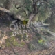 δίχτυα ελαιοσυλλογής μόνιμης στρώσης