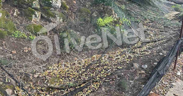 δίχτυα ελαιοσυλλογής μόνιμης στρώσης