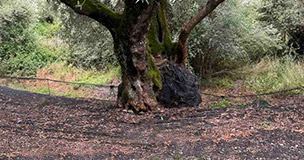 δίχτυα ελαιοσυλλογής